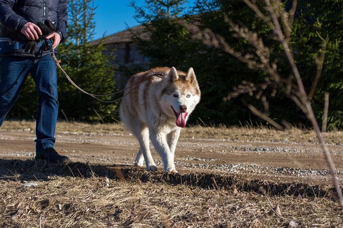 Tour to Husky Park With Cani-Cross Hike - Cancellation Policy