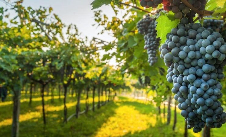 Tour to Ica, Paracas and Ballestas Islands From Lima for 1 Day - Experience Highlights