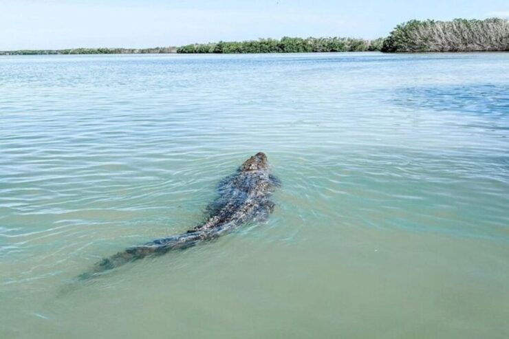 Tour to Las Coloradas and Rio Lagartos From Merida - Experience Highlights