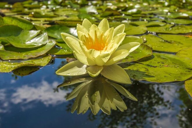 Tour to Lotus Lake/Boat Tour/Lotus Flowers/Birds - Important Information