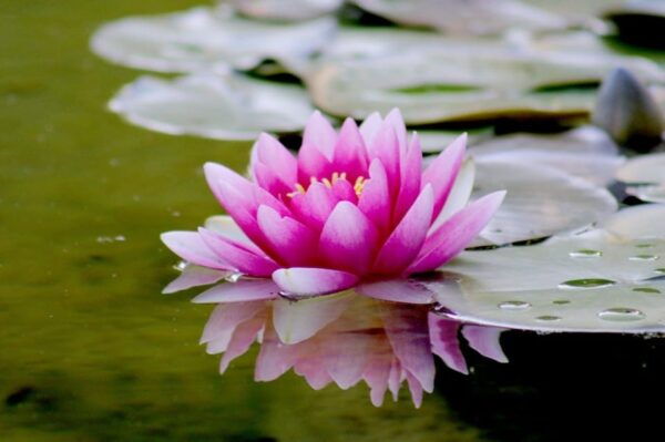 Tour to Lotus Lake/Boat Tour/Lotus Flowers/Birds - Restrictions and Prohibited Items