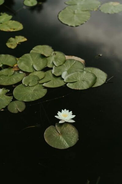 Tour to Lotus Lake/Boat Tour/Lotus Flowers/Birds - Frequently Asked Questions