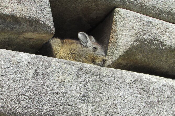 Tour to Machu Picchu From Cusco (1 Day - Shared Service) - Common Questions