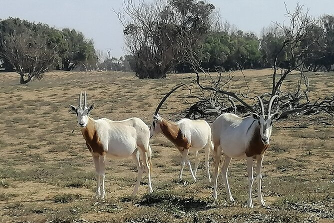 Tour to National Park in the South of Agadir - Experience Details
