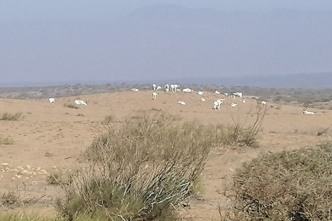 Tour to National Park in the South of Agadir - Additional Information