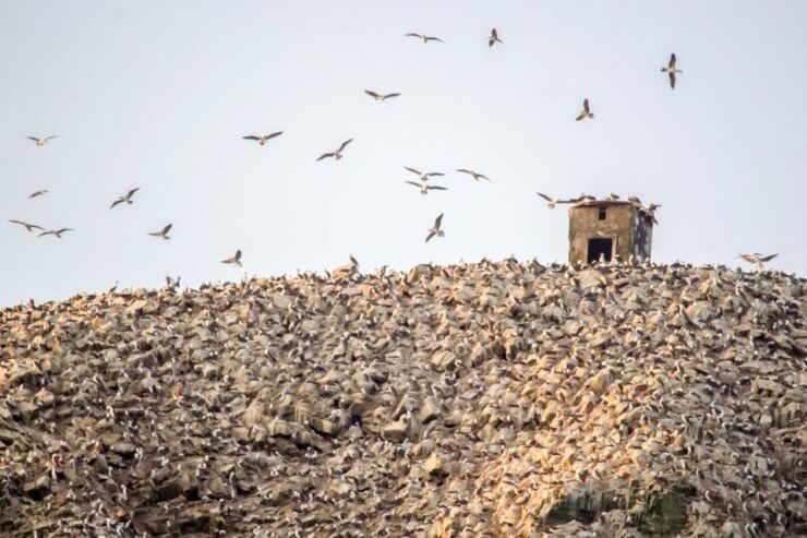 Tour to Palomino Islands - Experience Highlights