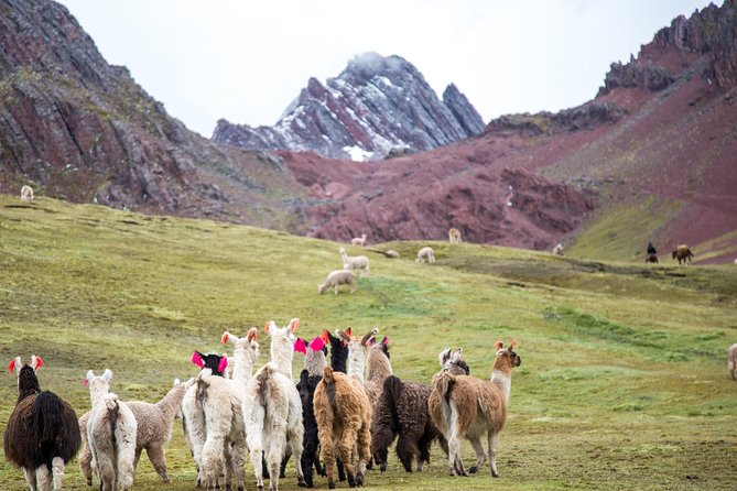 Tour to Rainbow Mountains of Perú; 1 Full Day - Whats Included