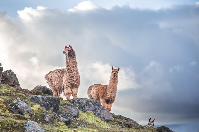 Tour to Rainbow Mountains of Perú; 1 Full Day - Additional Resources