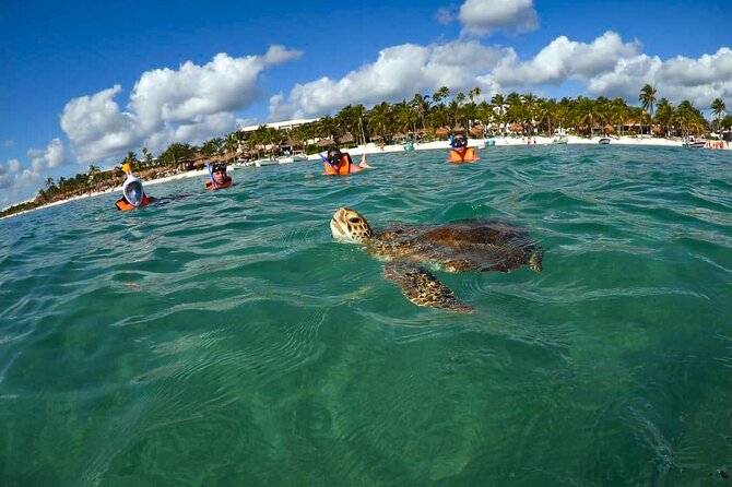 Tour to Swim With Turtles - Essential Gear for Turtle Adventure