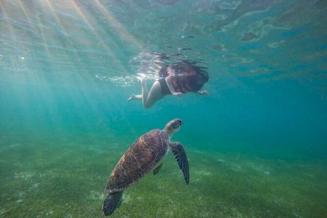 Tour to Swim With Turtles - How to Capture Amazing Turtle Photos