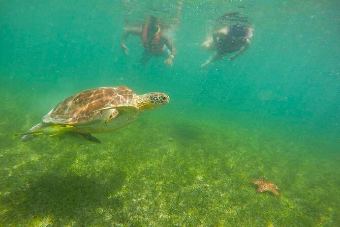 Tour to Swim With Turtles - What to Expect During a Turtle Tour