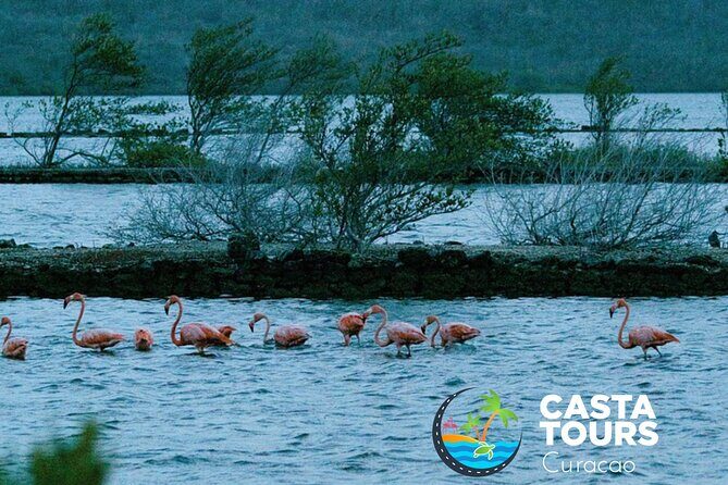 Tour to the best beaches; snorkel with fish and turtles - Exploring Curacao’s Coastal Treasures in Comfort and Style