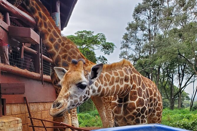 Tour to the Nairobi Giraffe Centre & Optional Elephant Orphanage - Tour Details