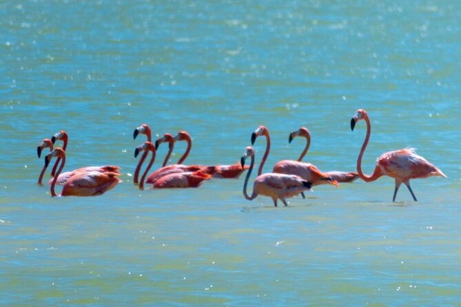 Tour to the Pink Lagoons & Río Lagartos From Merida - Traveler Photos and Visual Representation
