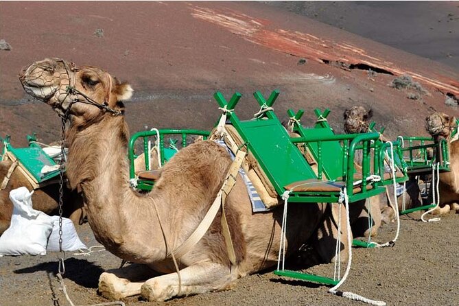 Tour to Timanfaya, Jameos Del Agua, Cueva De Los Verdes and Viewpoint From the Cliff - Additional Information