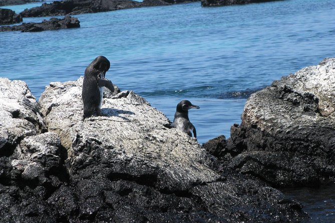 Tour to Tintoreras Bay From Isabela Island - Tour Highlights and Wildlife Sightings