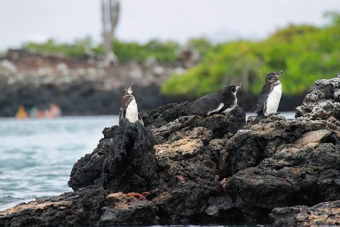 Tour to Tintoreras Bay From Isabela Island - Booking Guarantee and Confirmation
