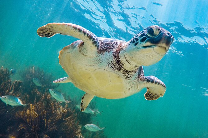 Tour to Tulum and Cenote With Swimming With Turtles From Riviera Maya - Booking and Cancellation Policy