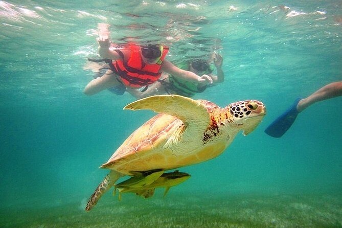 Tour to Tulum and Cenote With Swimming With Turtles From Riviera Maya - Contact and Terms & Conditions