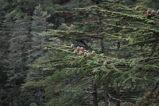 Tour TROODOS MOUNTAINS From Paphos - Frequently Asked Questions