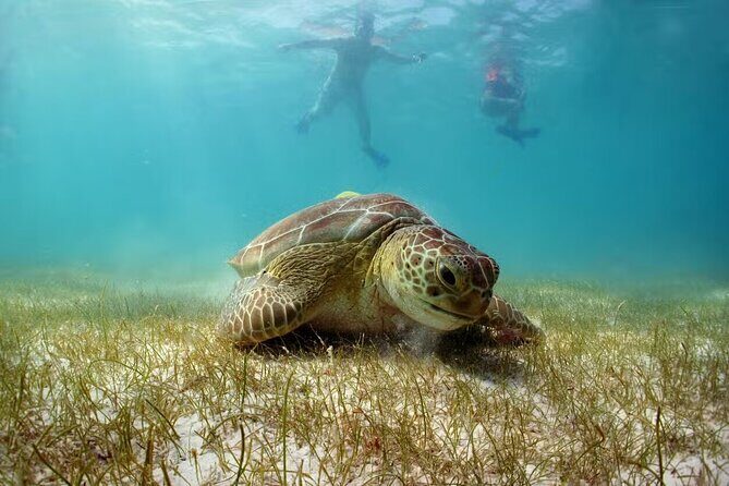 Tour Tulum, Cenote and Swim with Turtles in Akumal - Comfortable Transportation and Convenient Pick-Up