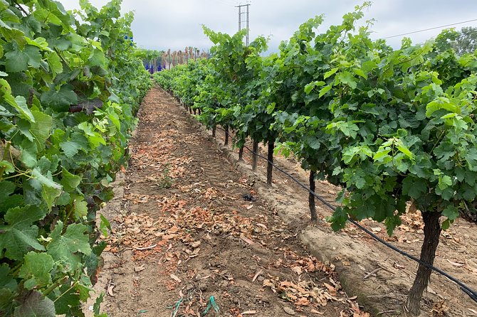 Tour Visit and Wine Tasting to Two Cellars in Setúbal Half Day - Tour Overview