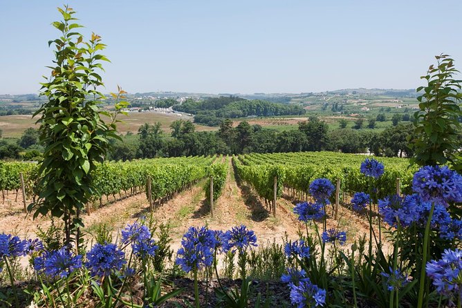 Tour Visit and Wine Tasting to Two Cellars in Setúbal Half Day - Recommendations and Suggestions