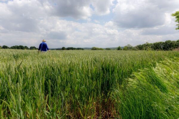 Tour With an Actor: Van Goghs Last Days in Auvers Sur Oise - Booking Information and Policies