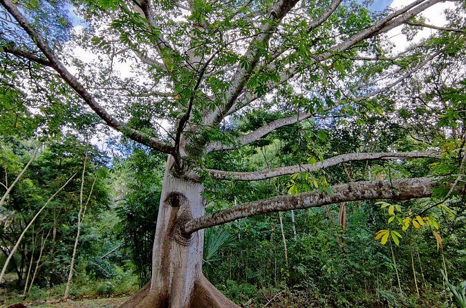 Tour with entrance to Ek Balam Cenote and Valladolid from Cancun - What the Reviews Say