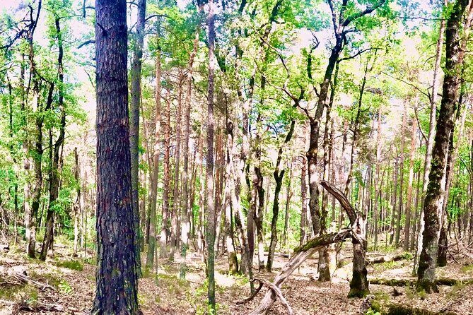 Tour with the Mountain Train, Trek to Mystic Forest and Castle - What makes this tour worth considering?