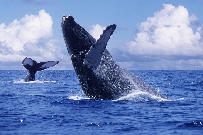 Tour With Whale Watching in Samaná, Beach and Waterfall - Tour Duration and Pick-Up
