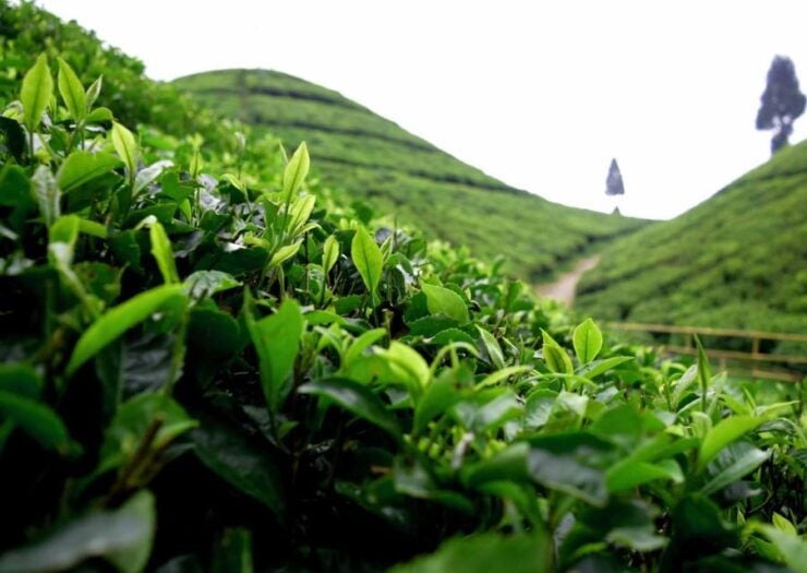 Tourisct Highlights of Darjeeling (Guided Full Day Tour) - Good To Know