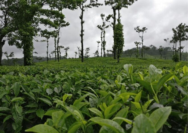Touristic Highlights of Coorg (Guided Full Day Tour by Car) - Omkareshwar Temple Exploration