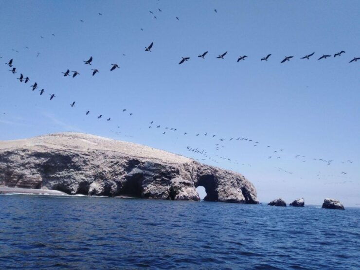 Tours Ballestas Island Form Paracas - Good To Know