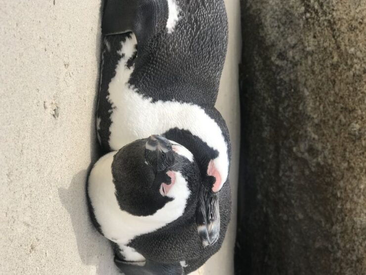 Tours From Cape Town: Penguins & Cape of Good Hope Tours - Tour Details