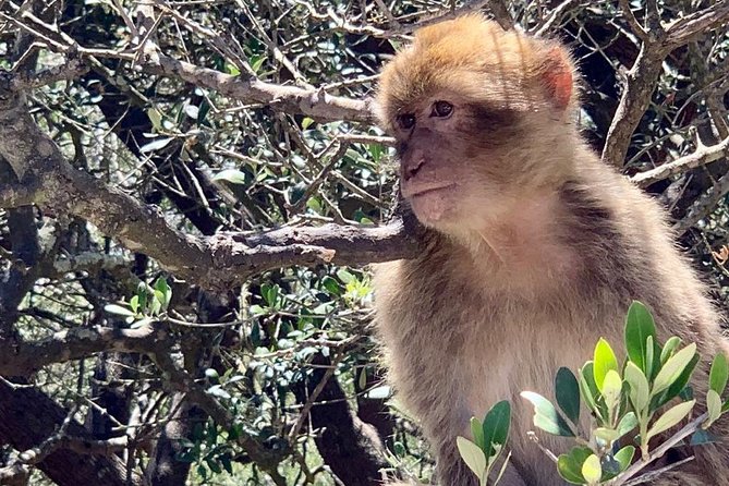 Tours of Gibraltar - STANDARD TOUR - Tour Highlights