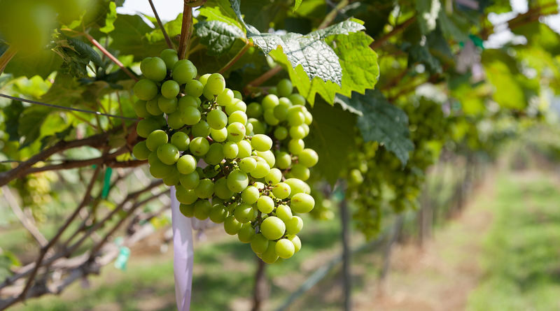 Tours of popular tourist attractions and Monsoon Valley Vineyards in Hua Hin - Wat Huay Mongkol and the Luang Por Tuad Statue