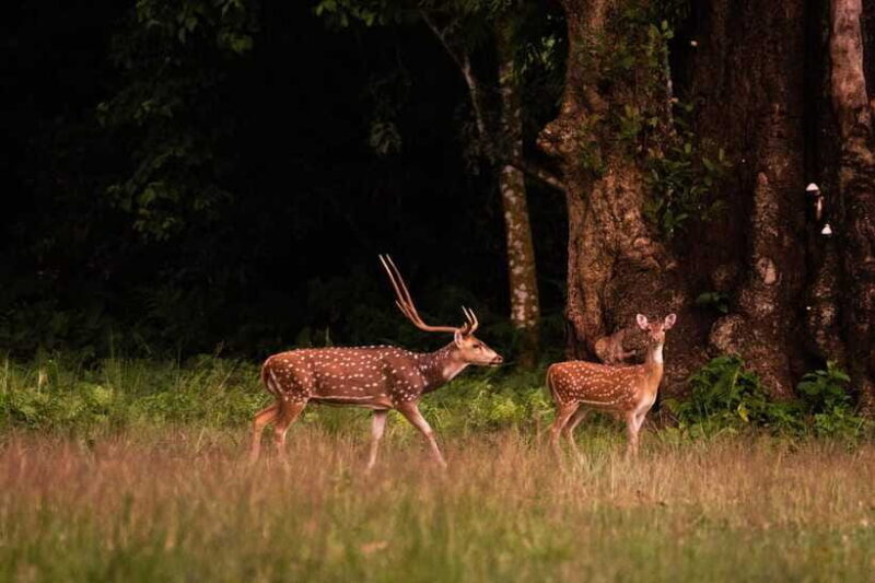 Tower Night Stay & Excursing through Chitwan National Park - FAQ