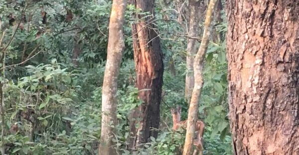 Tower Stay in Chitwan National Park - Questions You May Have