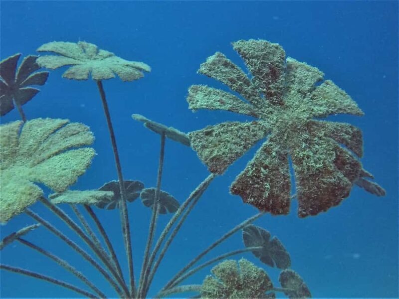 Townsville & Magnetic Island: MOUA & Reef Snorkel Experience - Final Thoughts