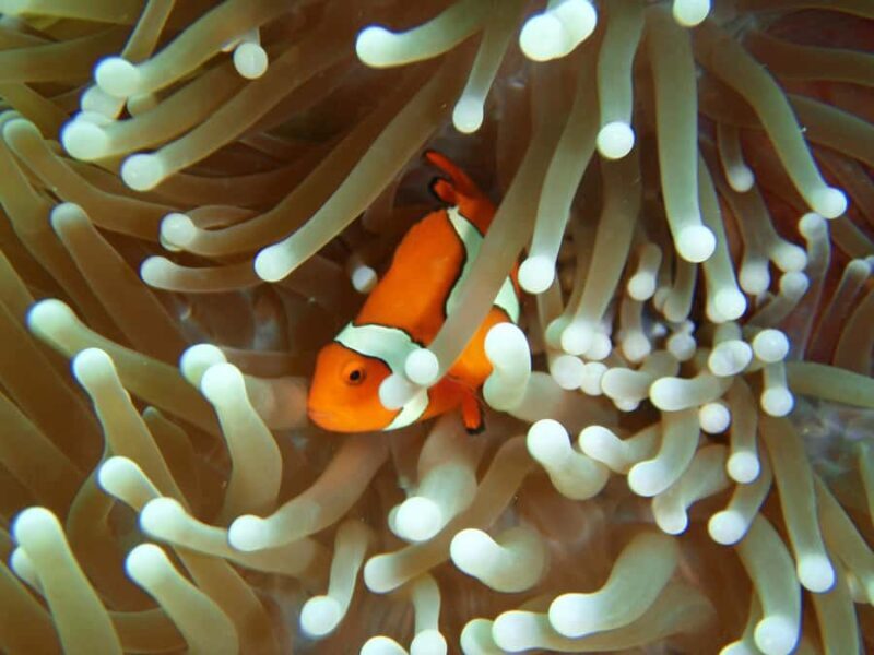 Townsville & Magnetic Island: Reef Explorer Scuba Experience - Authentic Insights from Past Travelers