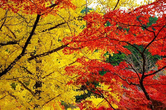 Toyota Green Life Experience Autumn Leaves, Gohei Mochi in Inabu - Value for Money and Practical Insights