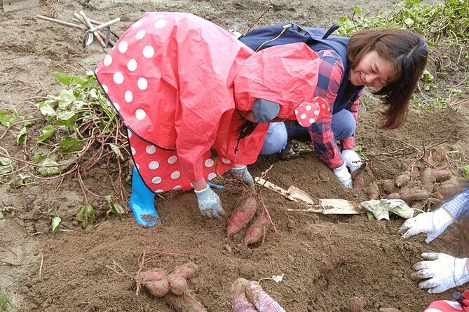 Toyota Green Life Experience Seasonal Farm with Farmers in Inabu - In-Depth Breakdown of the Tour