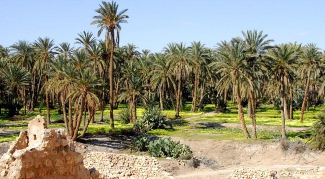 Tozeur: 2-Day Desert Overnight Stay in a Tent & Camel Trek - Helpful Feedback