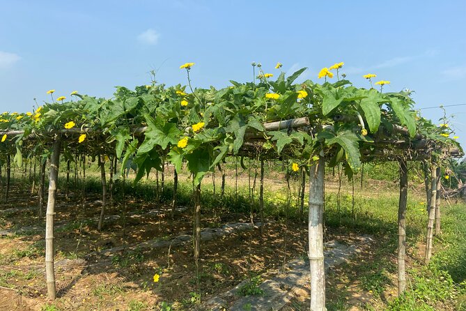 Tra Nhieu Village Rural Life Experience Cycling Adventure - Meeting Point