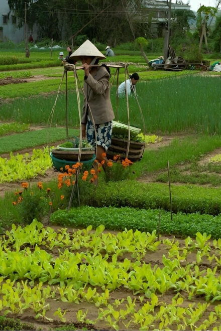 Tra Que Village Vegetable Farm Experience by Bike - Detailed Itinerary