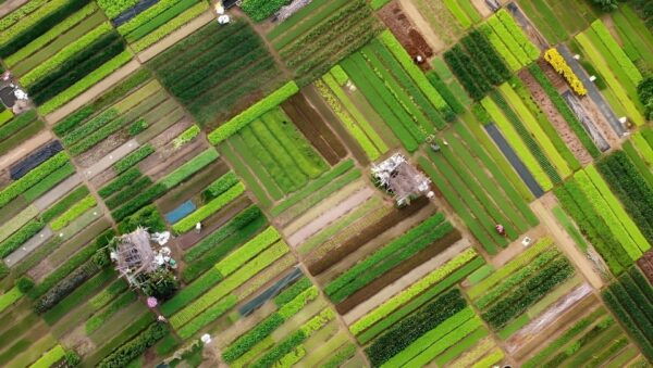 Tra Que Village Vegetable Farm Experience by Bike - Included Amenities