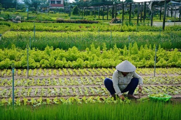Tra Que Village Vegetable Farm Experience by Bike - Frequently Asked Questions