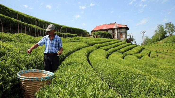 Trabzon: Uzungöl Group Tour & Explore The Nature & Tea - Tour Duration and Languages Offered
