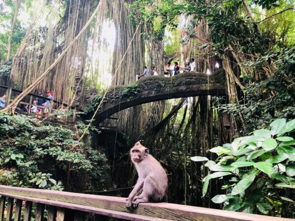 Traditional Bali Art and Shopping Tour in Ubud - Questions You May Have